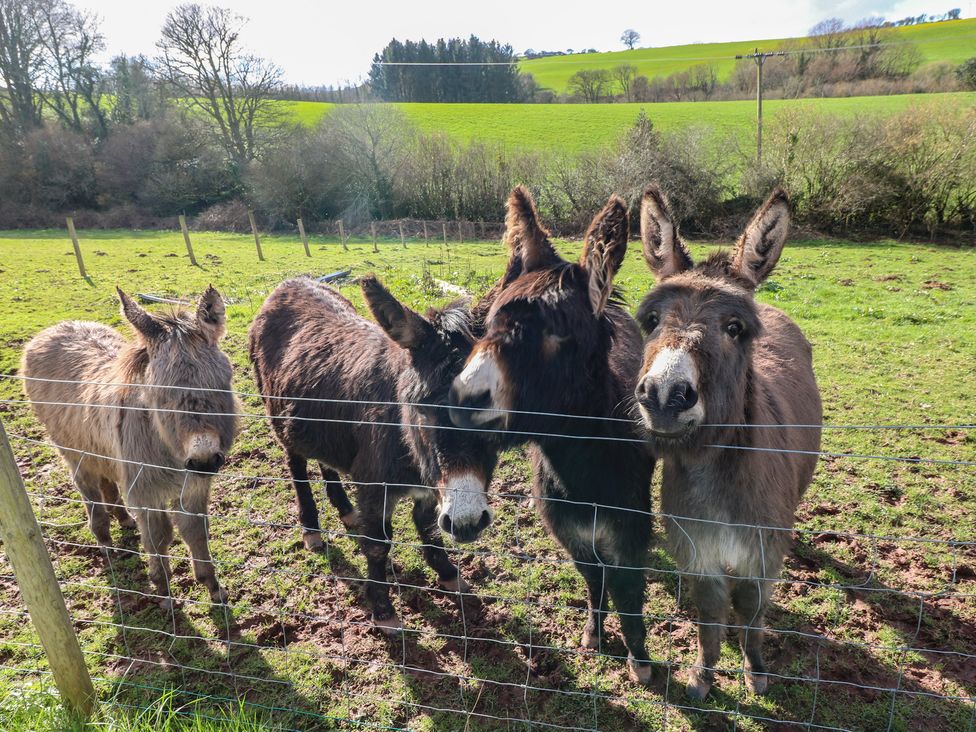 Four donkeys standing near a fence in a field at Meadow View in Laugharne