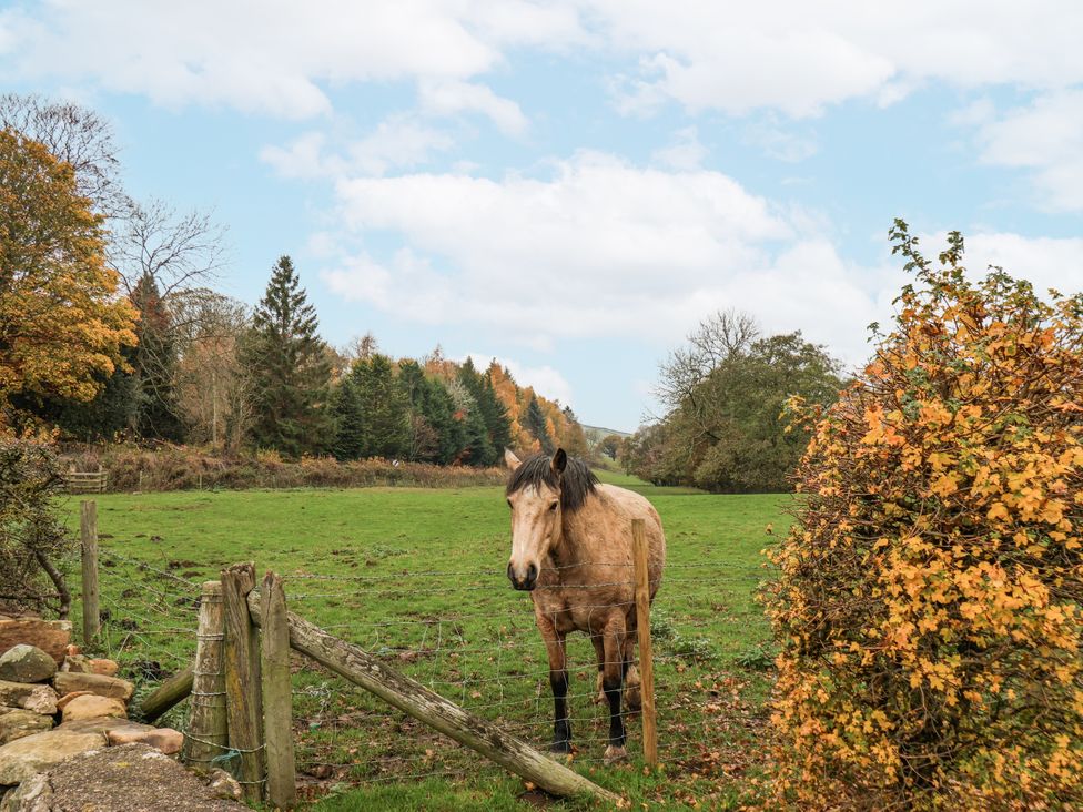 A horse standing by a fence in a field at 1 The Old Methodist Chapel Rosedale Abbey