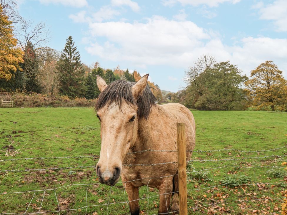 A horse standing near a fence in a field at 1 The Old Methodist Chapel Rosedale Abbey
