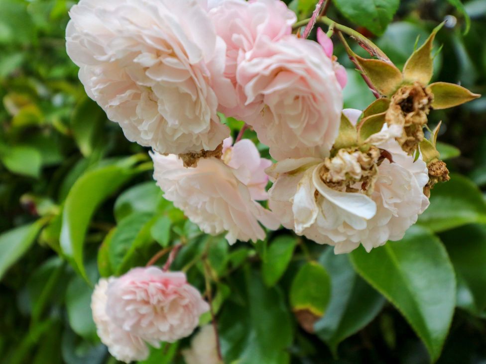 A cluster of pink flowers among green leaves at Rowantree, Beaufort, County Kerry