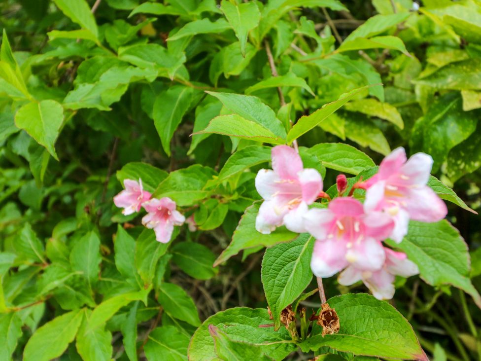 Pink flowers on leaves outdoors at Rowantree Beaufort, County Kerry