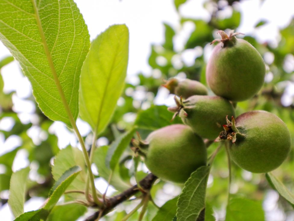 A close-up of apples and leaves on a tree at Rowantree in Beaufort, County Kerry