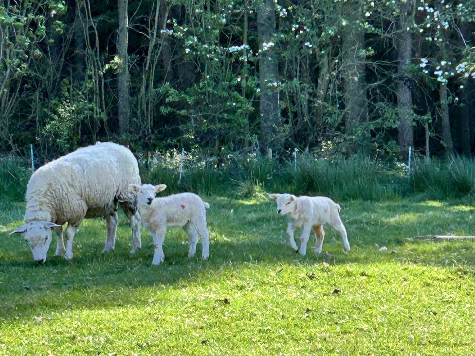 A sheep and two lambs in a grassy area near trees