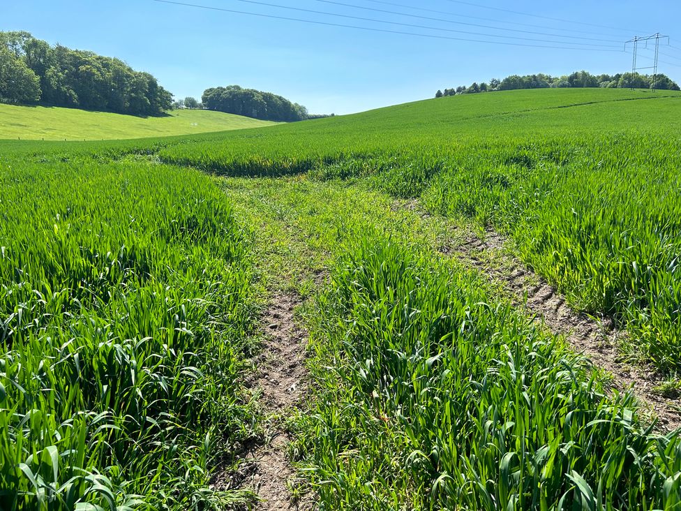 A path through a green field with trees in the background at New Barn in Winterborne Stickland