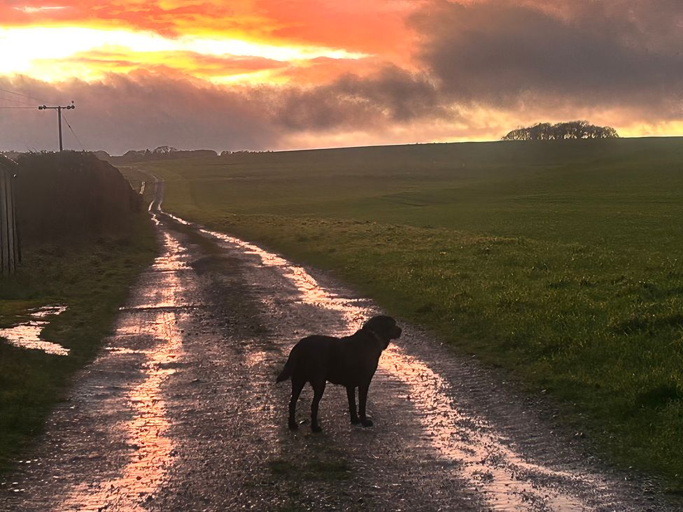 A dog standing on a track during sunset at The Old Cart Shed in Winterborne Stickland