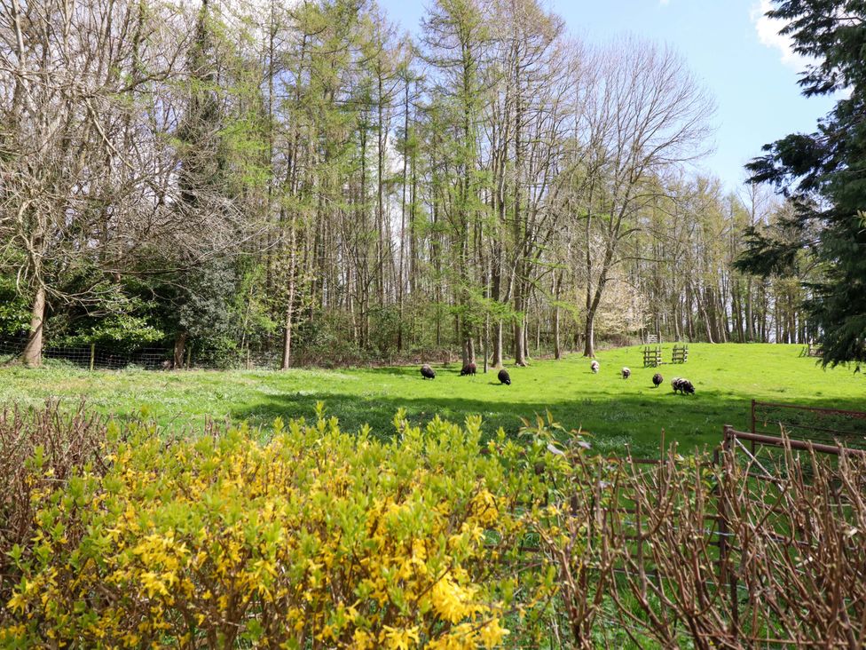 An outdoor area with sheep grazing near trees at Penymaes in Bronygarth near Chirk