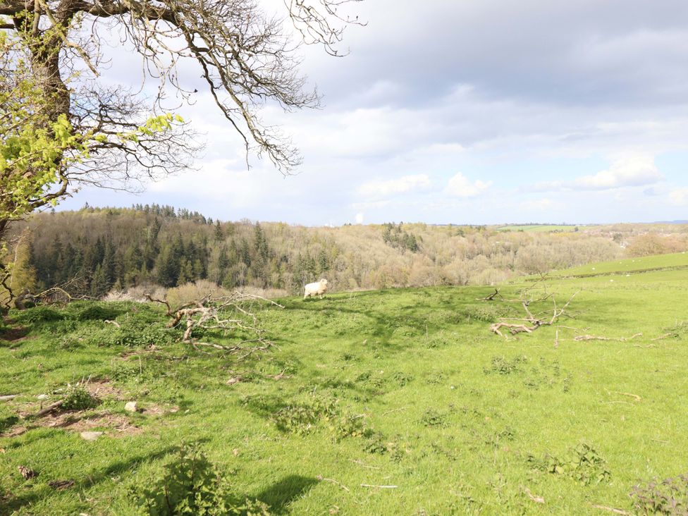 A landscape with a tree and cow in a field at Penymaes Bronygarth near Chirk