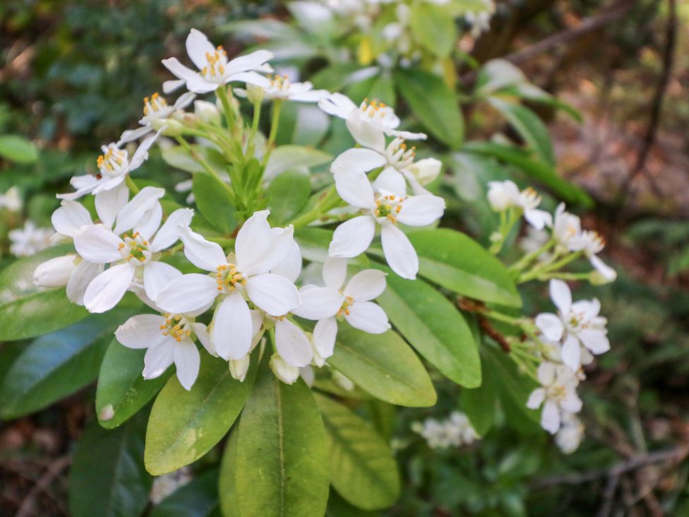 A close-up of white flowers and green leaves in a natural setting at No. 4 Lansdowne Village, Kenmare, The Ring of Kerry, County Kerry