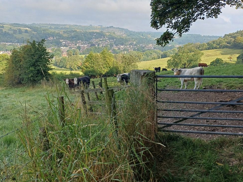 A view of cows and a gate in a field at The Sidings in Wirksworth