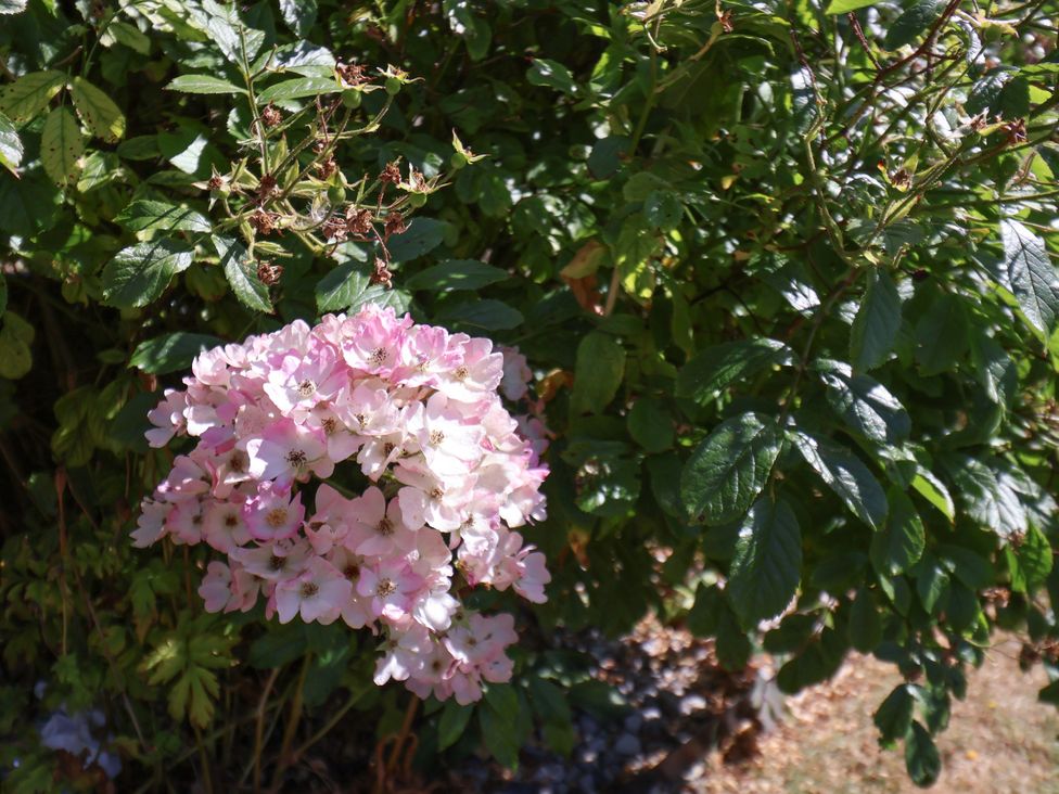 A cluster of pink flowers with green leaves at Seacrest Lodge in Scarborough