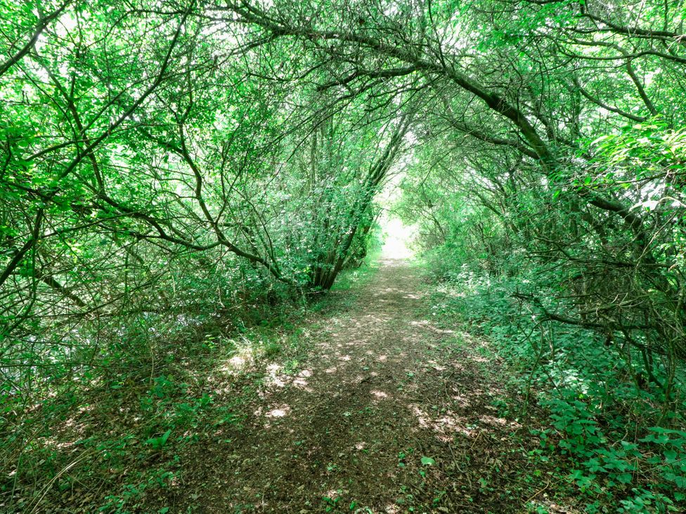 A pathway surrounded by trees at Dragonfly Lodge Whinburgh near Dereham