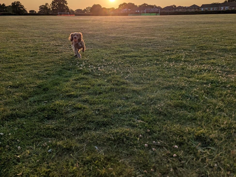 A dog running on grass at Beaconsfield Cottage in Briston