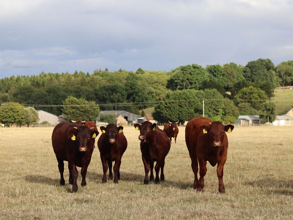 Oxen Cottage @ Nables Farm - Somerset & Wiltshire - 935719 - thumbnail photo 17