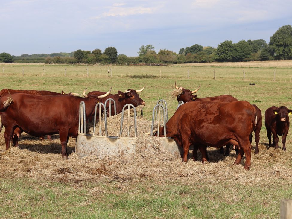Oxen Cottage @ Nables Farm - Somerset & Wiltshire - 935719 - thumbnail photo 22