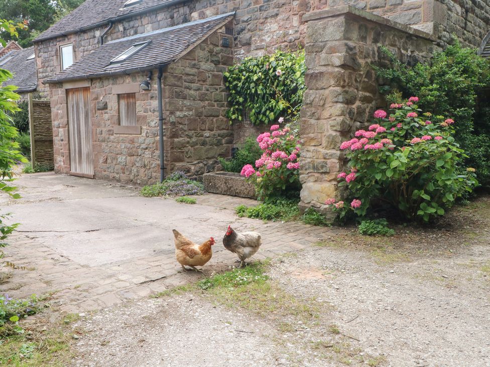 Chickens near flowers and a stone wall at Lee House Cottage in Cheddleton