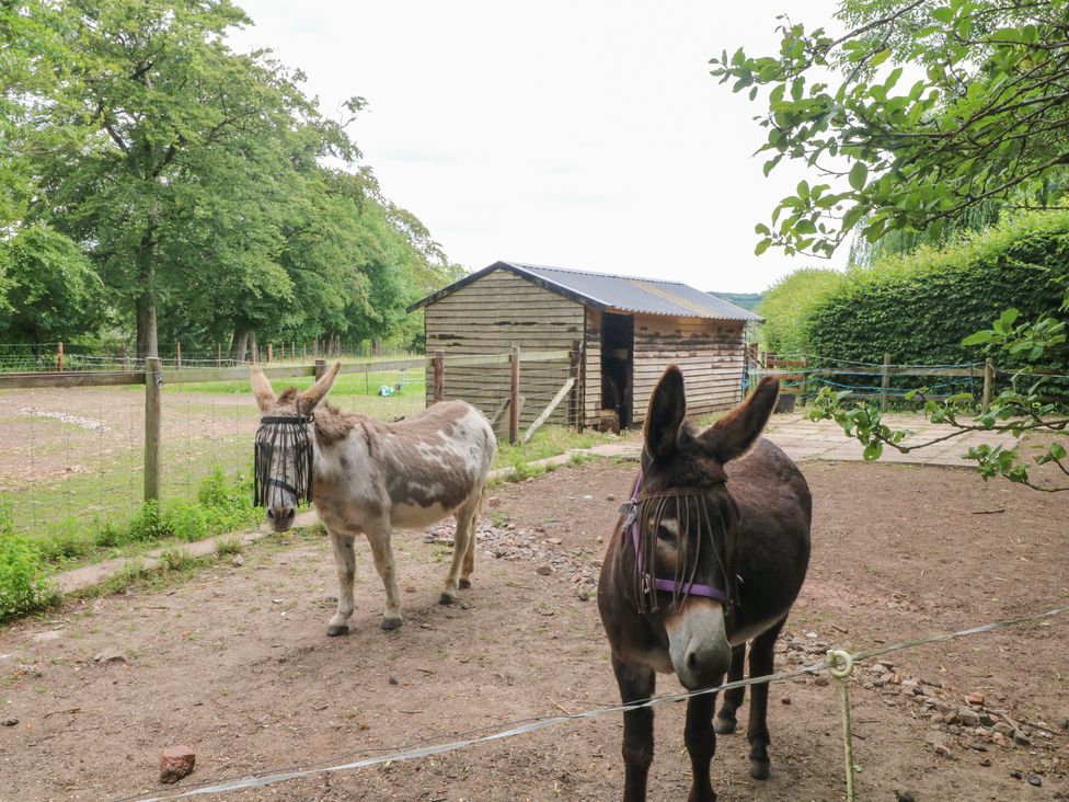 Two donkeys in a paddock near a shelter at Lee House Cottage Cheddleton