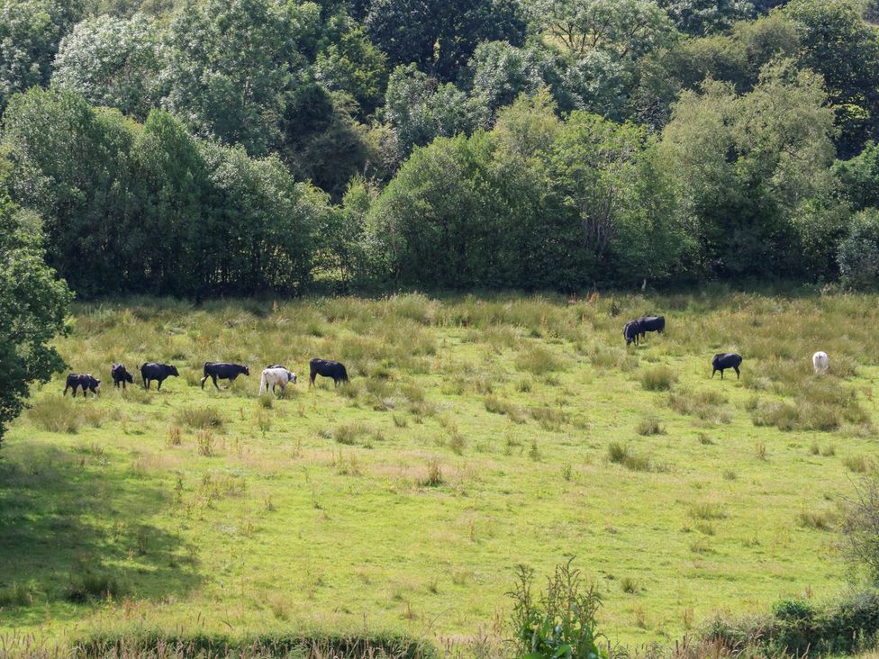 Cows grazing in a field surrounded by trees at Lee House Cottage in Cheddleton