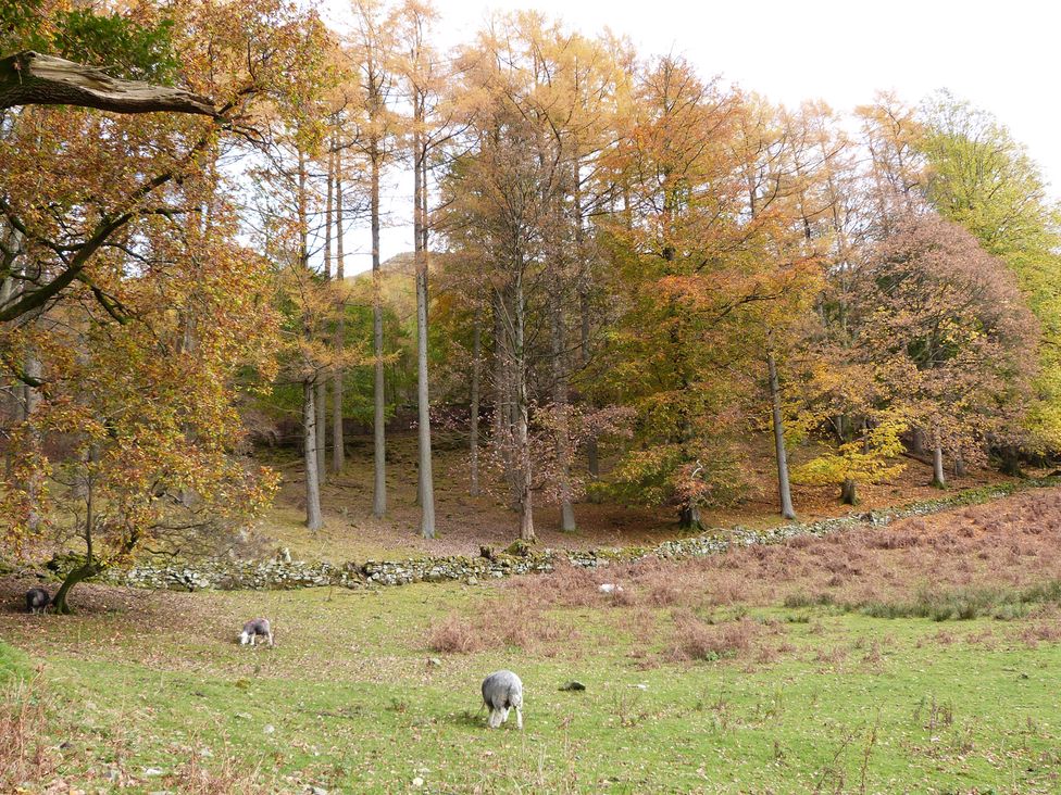 Beech - Woodland Cottages - Lake District - 942520 - thumbnail photo 33