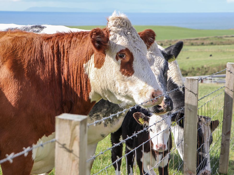 Cows behind a barbed wire fence in a field at Corsewall Castle Farm Lodges in Kirkcolm