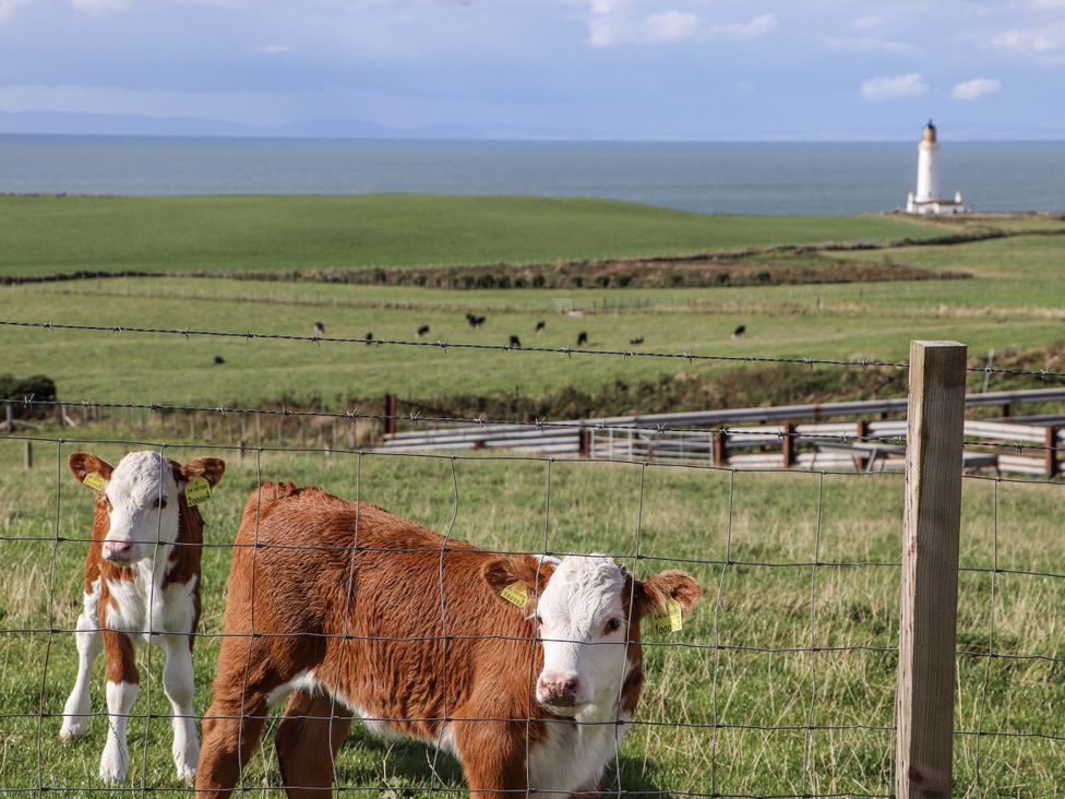 Two calves in a field with a lighthouse in the background at Corsewall Castle Farm Lodges in Kirkcolm