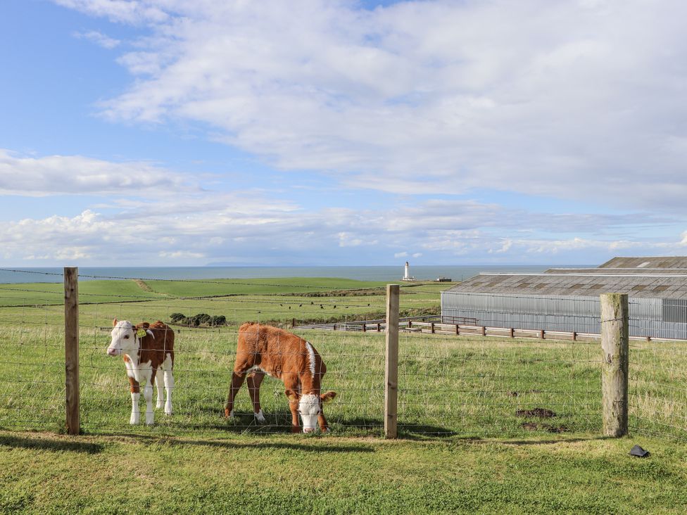 Two cows grazing in a field with a barn and lighthouse at Corsewall Castle Farm Lodges Kirkcolm