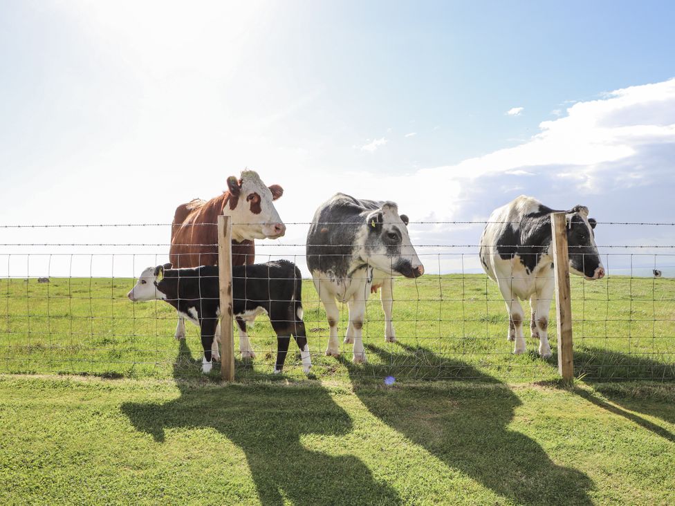 Four cows standing by a fence in a field at Corsewall Castle Farm Lodges Kirkcolm