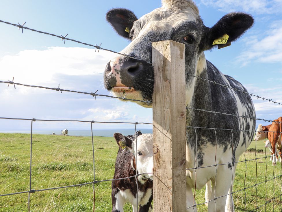A cow and calf near a wire fence at Corsewall Castle Farm Lodges in Kirkcolm