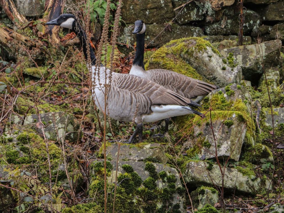 Two geese among rocks and moss at Wensley in Matlock