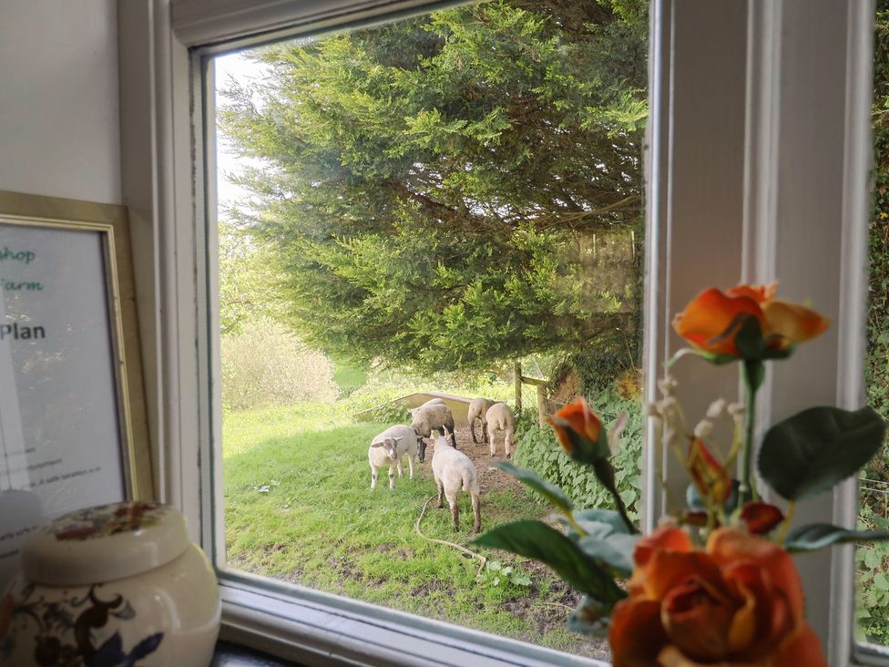 View through a window with sheep outside at The Old Workshop in Knowstone