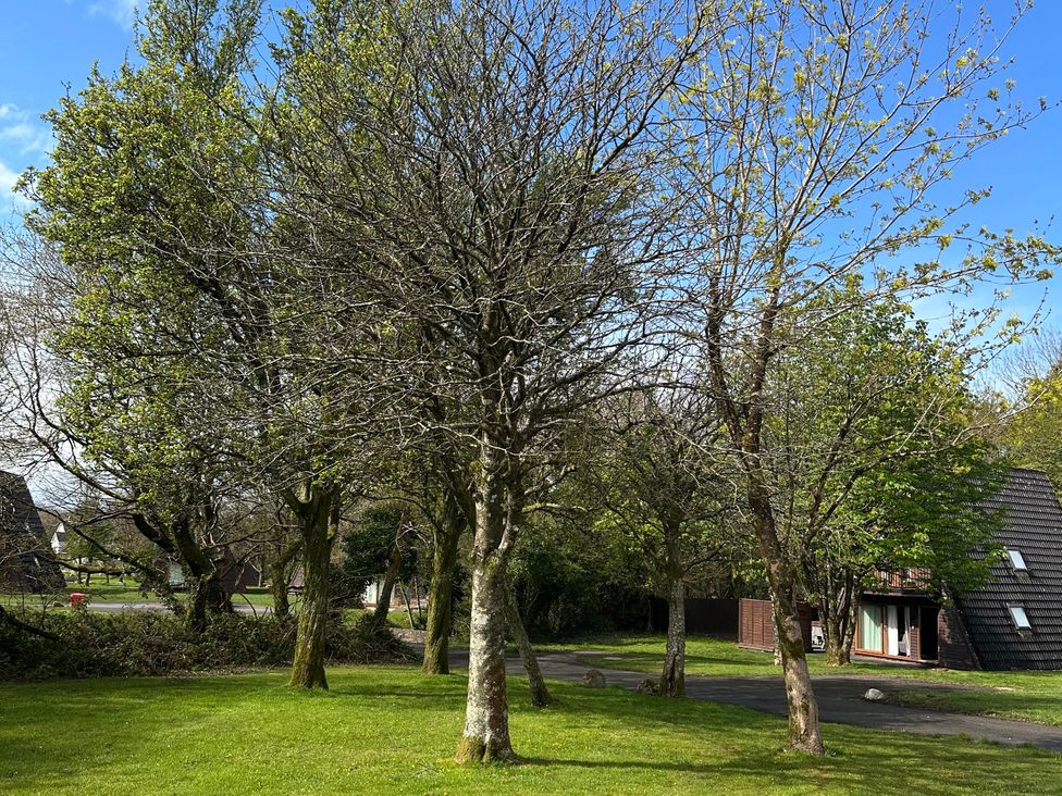 A view of trees and a building at Lodge 22, Bodmin Holiday Park, Cornwall in Lanivet