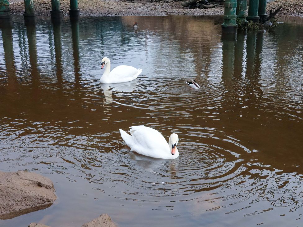 Swans swimming in water near the shore at Eskview Cottage in Ruswarp near Whitby