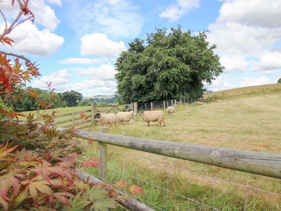 A pasture with sheep grazing near a tree at The Hay Loft in Craven Arms