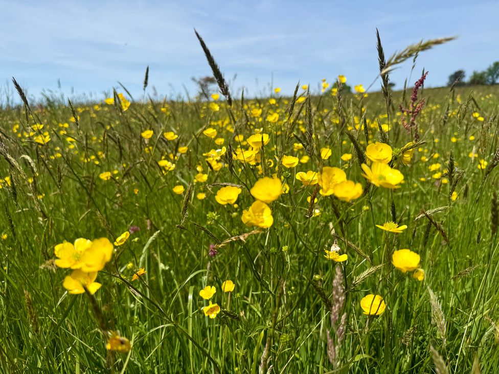 A field with yellow flowers and grass at Meadow Cottage in Golant, near Fowey