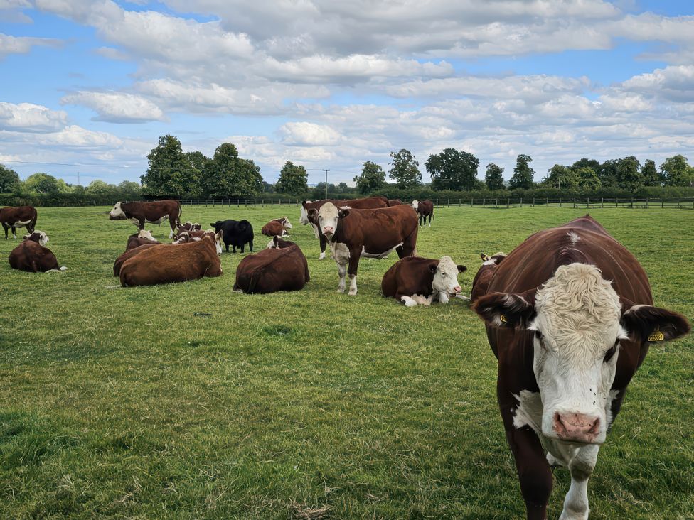 The Creamery - Peak District & Derbyshire - 965061 - thumbnail photo 53