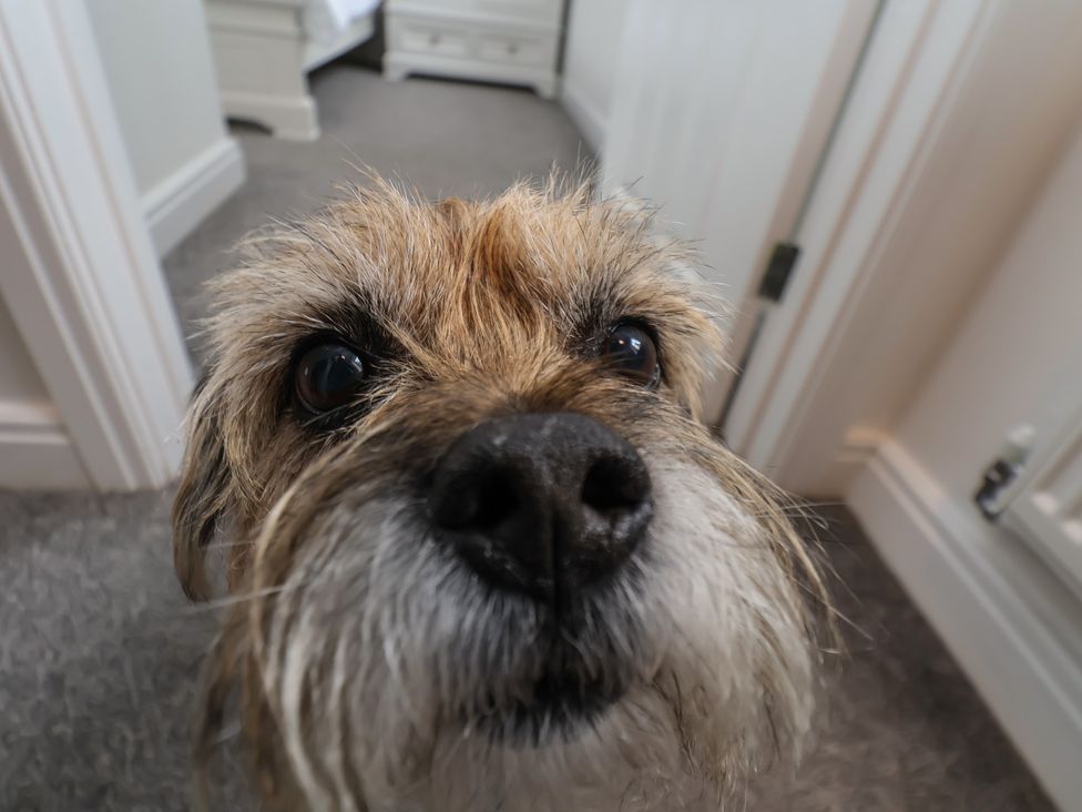A dog's face in a hallway at Coastal Cottage The Bay near Filey