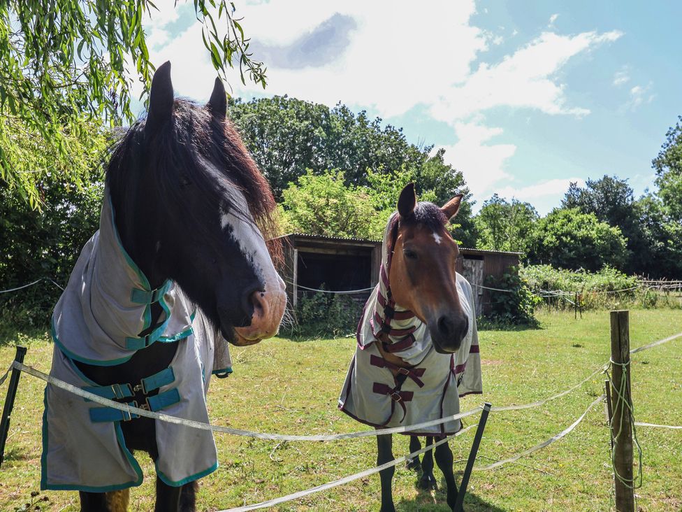 Two horses wearing blankets in a field at Brookfield Lodge in Drimpton