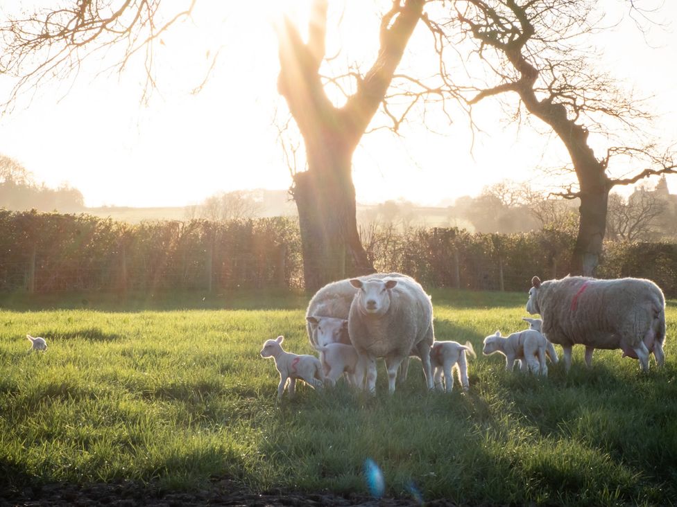 Sheep and lambs in a field at Barnfields Holiday Cottage Kingsley