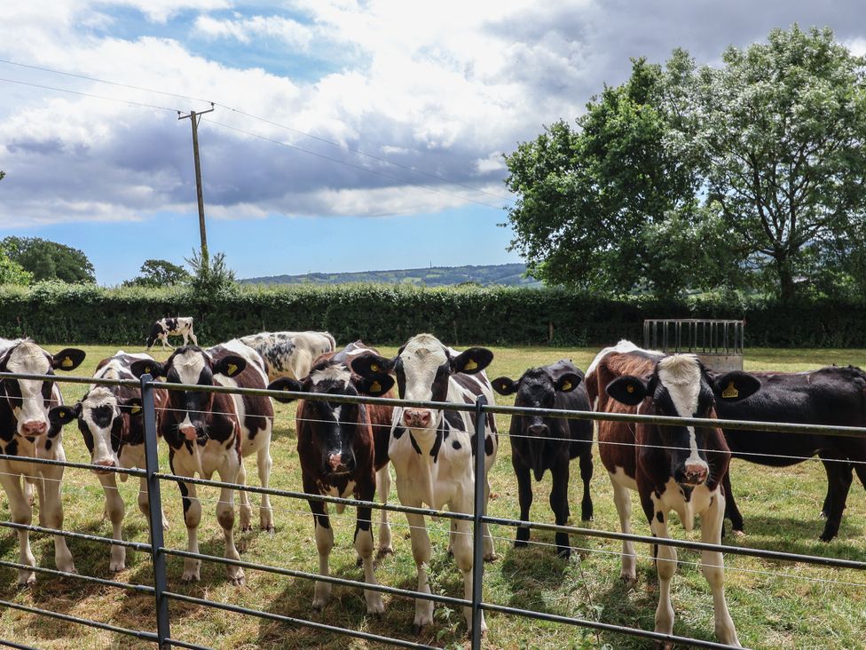 A group of cows behind a fence at The Old Log Shed in Honiton