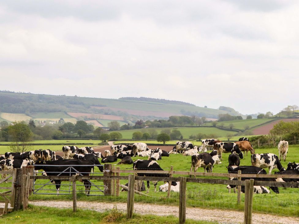 A field with cows grazing at Hornshayne Farmhouse in Farway, near Honiton