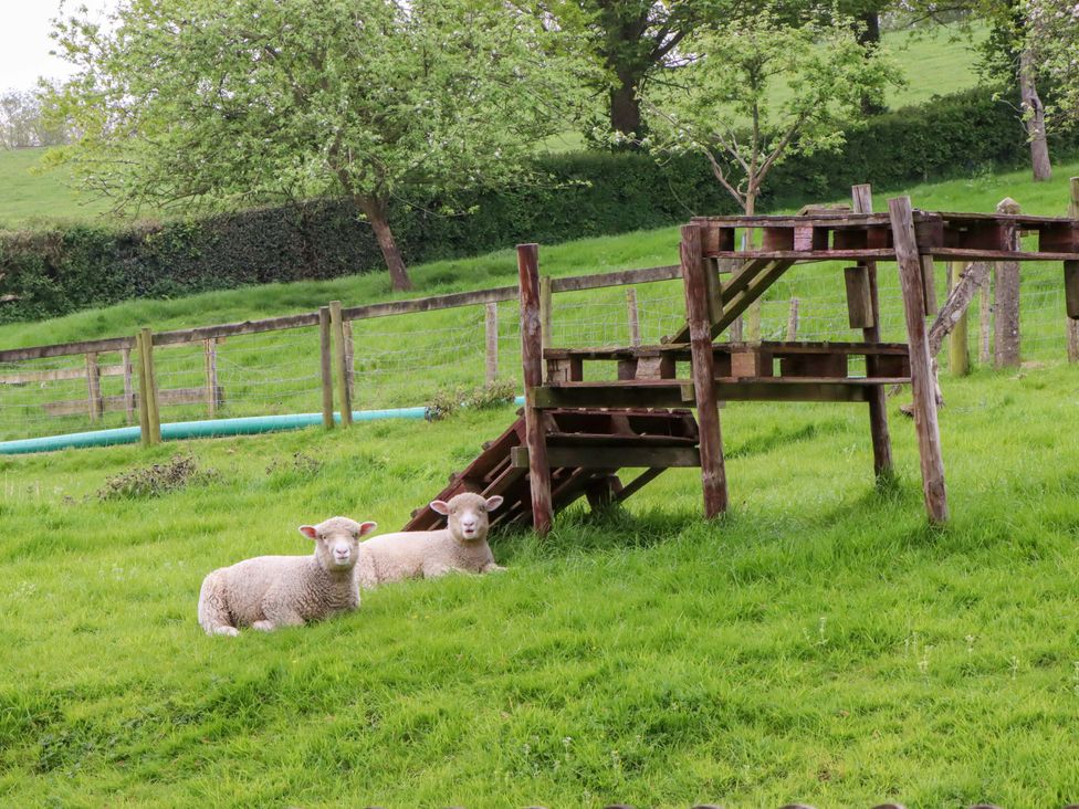 Two sheep resting in a fenced area with wooden stairs at Hornshayne Farmhouse, Farway, near Honiton