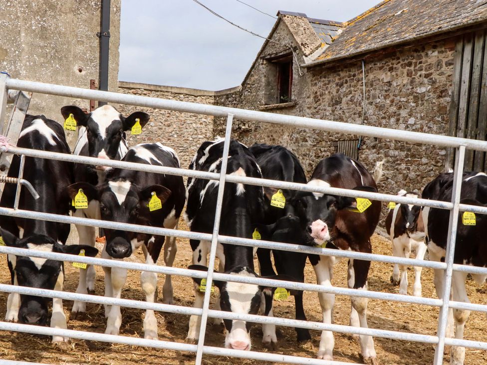 Cows behind a gate at Hornshayne Farmhouse near Honiton