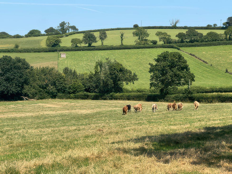 A field with cows grazing at Kingbarth in Lerryn