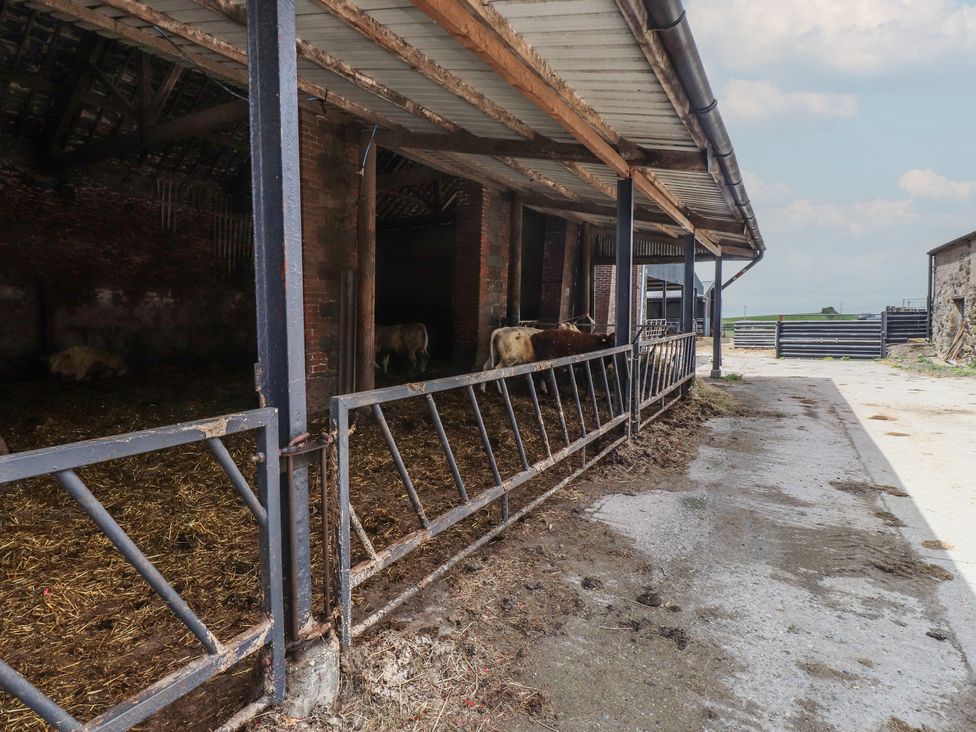 A barn with cattle and a pathway at Coetsiws in Clynnog Fawr