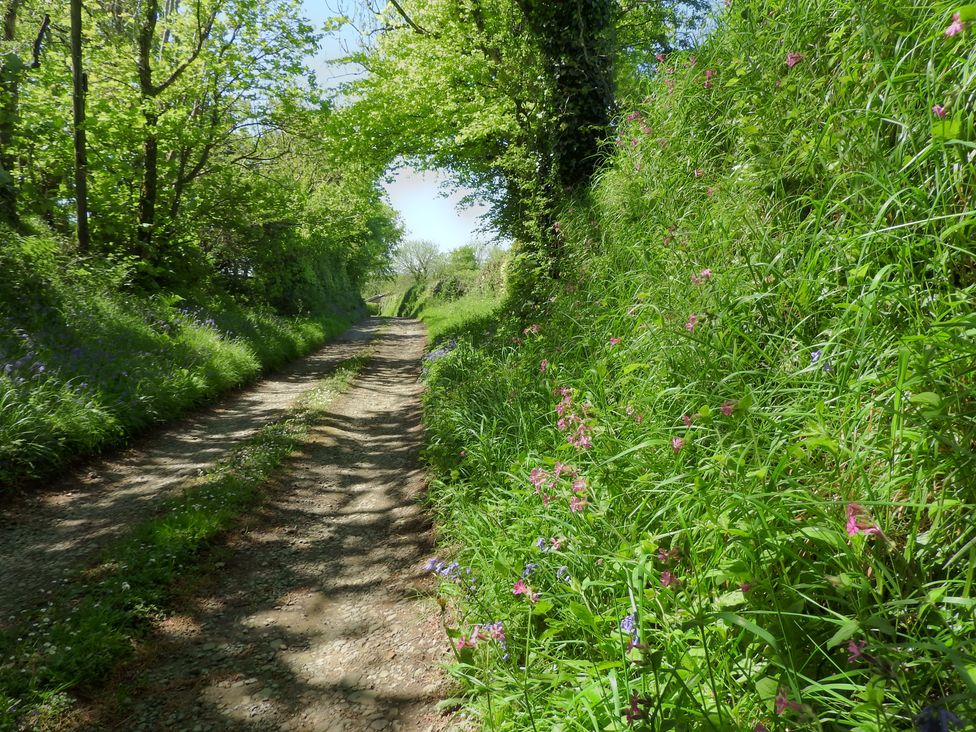 A dirt path surrounded by grass and wildflowers at Dilly Dally Barn in Chilsworthy, Holsworthy