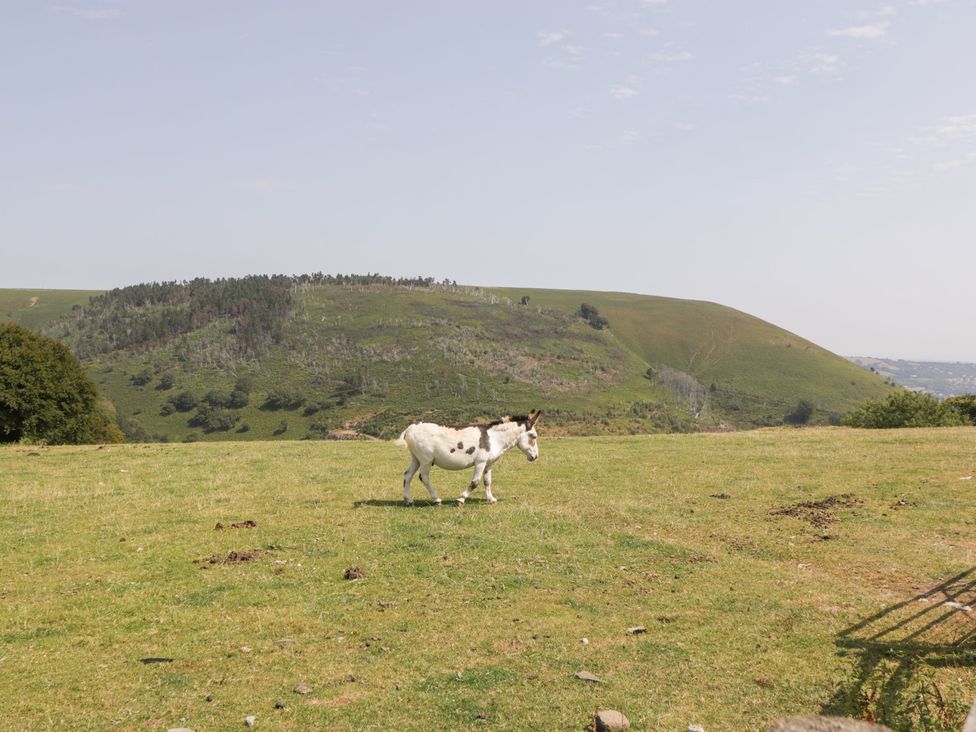 A donkey walking on a grassy field near a hill at Penrhiwarwydd Barn Pontywaun