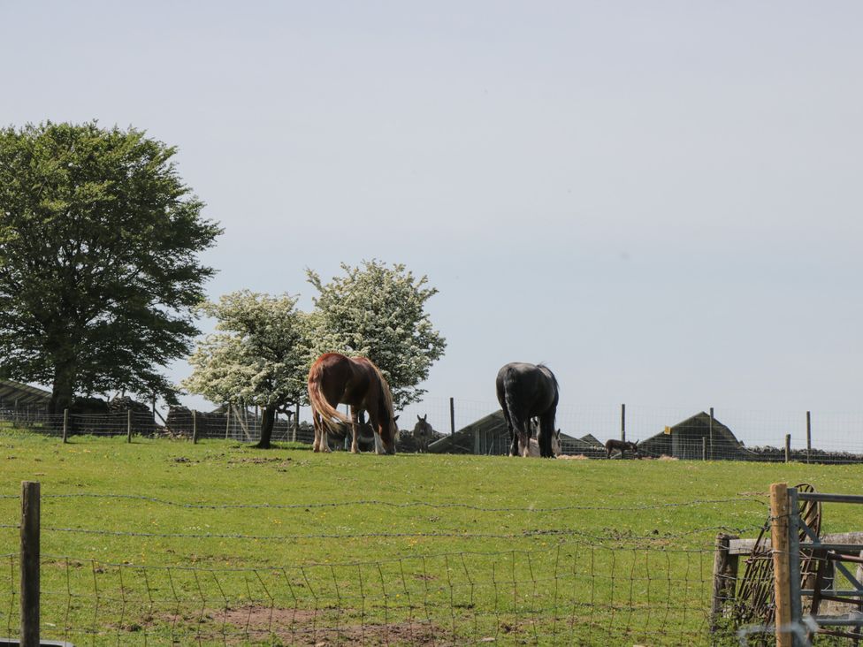 Horses grazing in a field with trees at Penrhiwarwydd Barn in Pontywaun