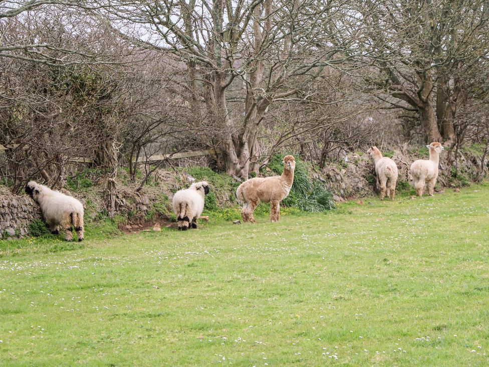 Woolly Welcome - Cornwall - 984433 - thumbnail photo 27