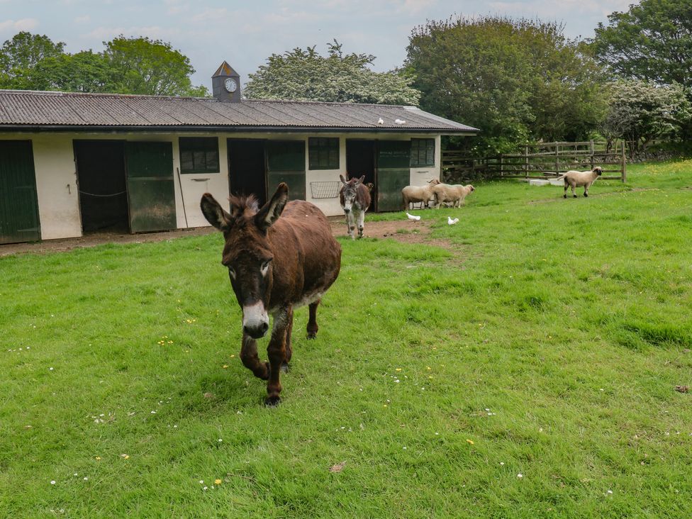 A donkey and sheep near a stable at Woolly Welcome in Goldsithney