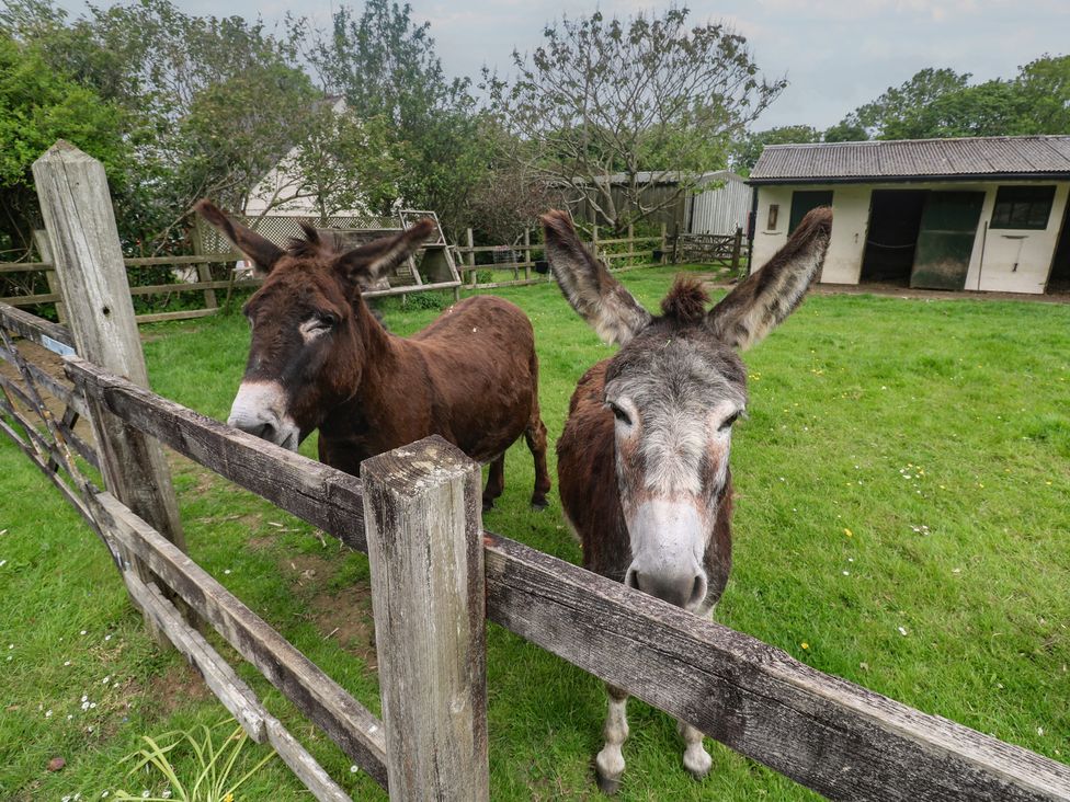 Two donkeys near a fence at Woolly Welcome Goldsithney