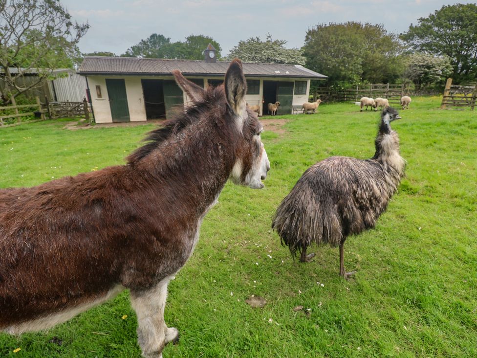 A donkey and an emu in a field with sheep and a shelter at Woolly Welcome in Goldsithney